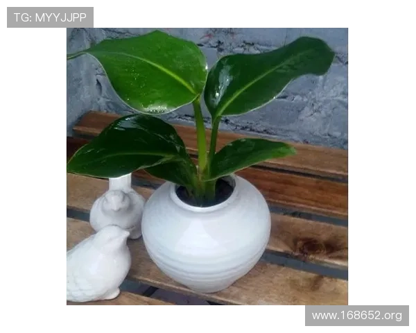 探索天堂鸟娱乐的精彩世界与丰富娱乐体验
